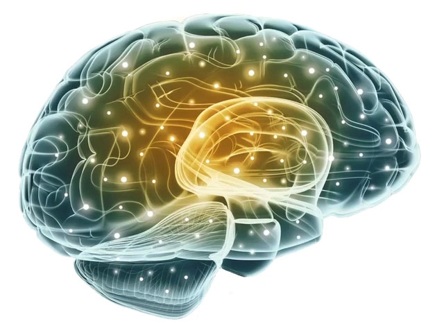 Durchleuchtetes Konsumentengehirn im Neuromarketing